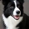 Alex Griffin with Border Collie